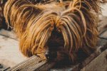 (image for) Yorkie Napping